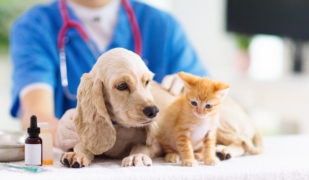 Vet,Examining,Dog,And,Cat.,Puppy,And,Kitten,At,Veterinarian
