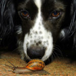Waarschuwing voor Hondenbezitters: Gevaar van (Naakt)slakken