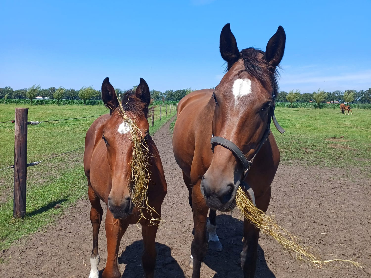 Hoeveel hooi heeft een paard nodig en waarom is het zo belangrijk