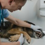 Februari: Maand van het Gebit bij Dierenkliniek