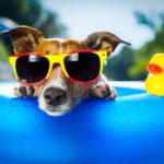 Op reis met je huisdier? Vergeet deze 3 dingen niet! ✈️🐶🐱