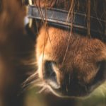 Equine Herpesvirus (EHV)