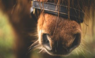 pexels-lum3n-44775-282893