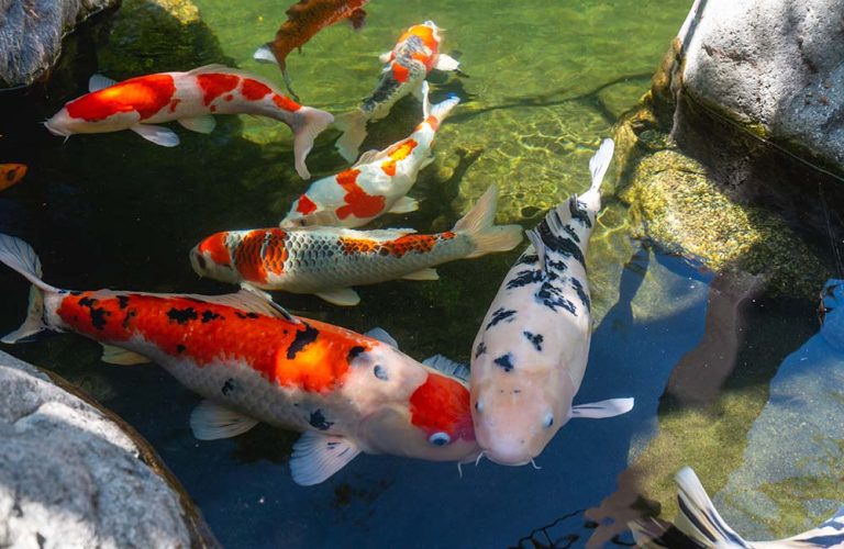 koi-in-water